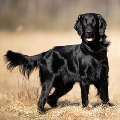 Illustratie Flatcoated Retriever