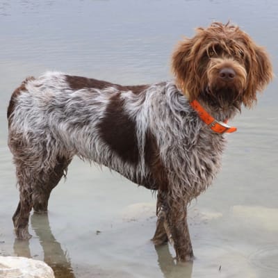 Ilustración Braco Alemán de Pelo Duro