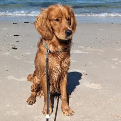 Illustratie Golden Cocker Retriever