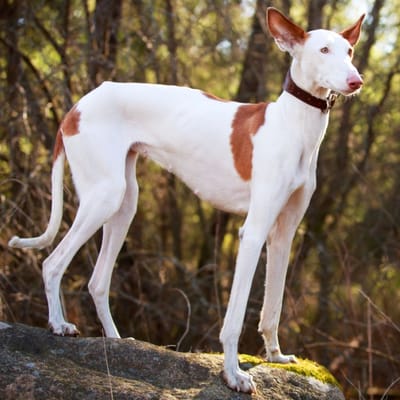 Ilustración Podenco ibicenco