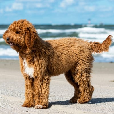 Illustration Irish Doodle