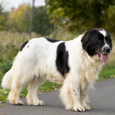 Illustratie Landseer