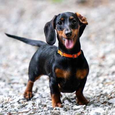 Illustratie Dwergteckel