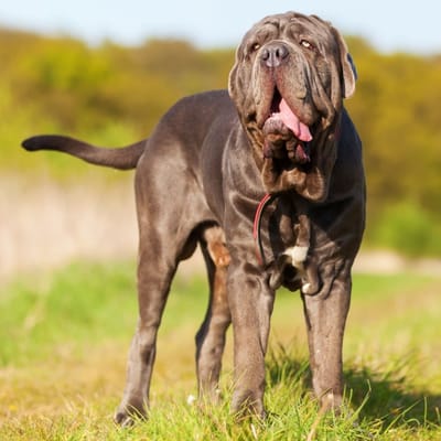 Beispiel Mastino Napoletano