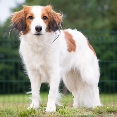 Illustratie Kooikerhondje