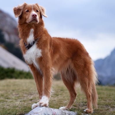 Illustratie Nova Scotia Duck Tolling Retriever