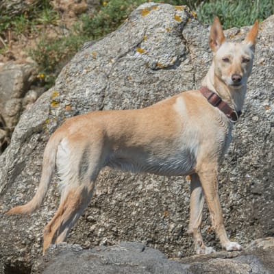 Illustrazione Podenco portoghese