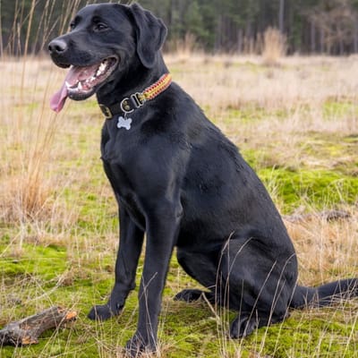 Beispiel Labrador-Schäferhund-Mix (Sheprador)