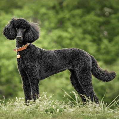 Illustratie Grote Poedel