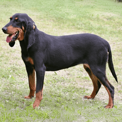 Illustration Swiss Hound