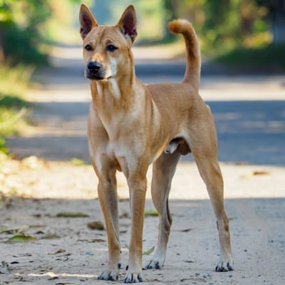 Illustration Thai Ridgeback Dog