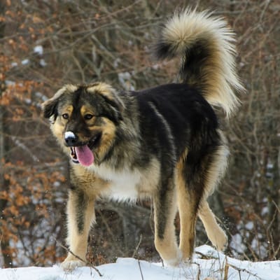 Illustrazione Cane da pastore di Ciarplanina