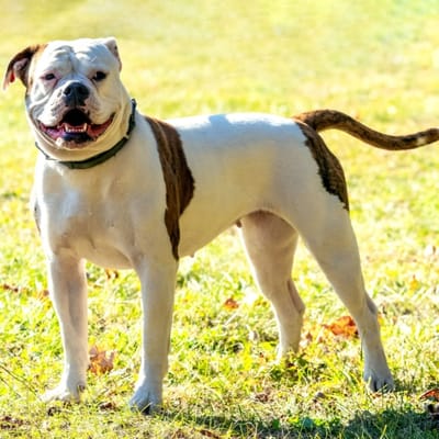 Illustratie Amerikaanse Bulldog