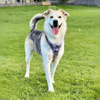 Illustration Goberian