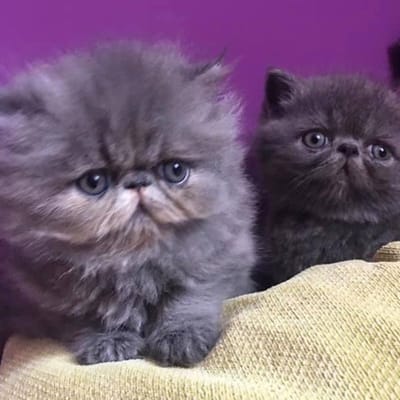 Elevage Des Bibochats