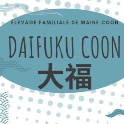 La Chatterie Des Daifuku Coon