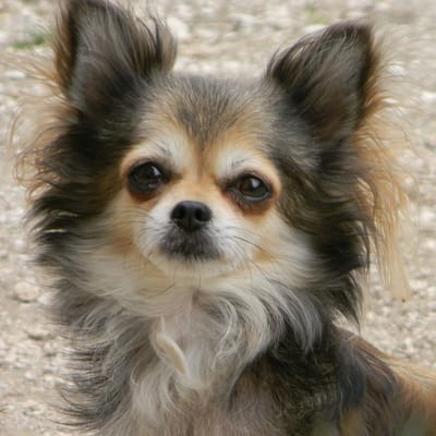 Elevage du Doux Mystère