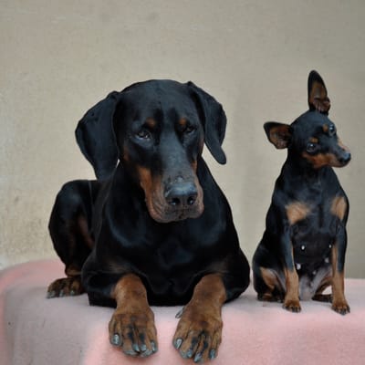 Dobermann of devil inside