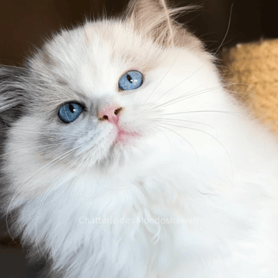 Ragdolls des Mondoshawan