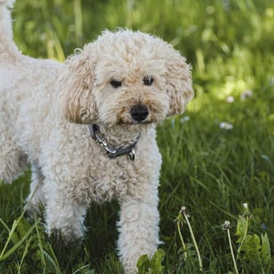 DogInformation033
