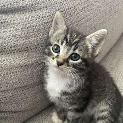 PassionMiaou