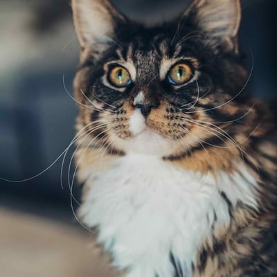 Simbaunder74