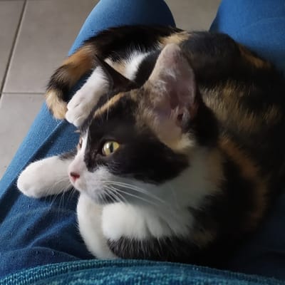 Dorca