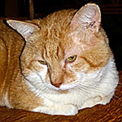 Ipotenuz