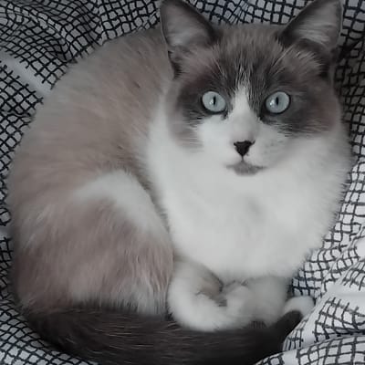 Cleo35