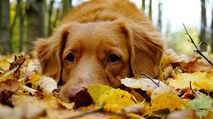 10 Herfstgevaren voor honden – waar je als baasje nu extra alert op moet zijn