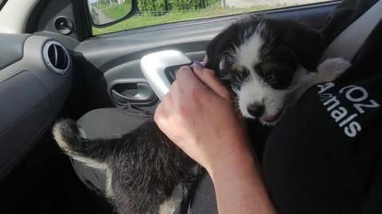 11-Jährige quält Welpen