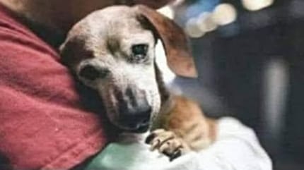 18 Jahre alte Hündin landet im Tierheim