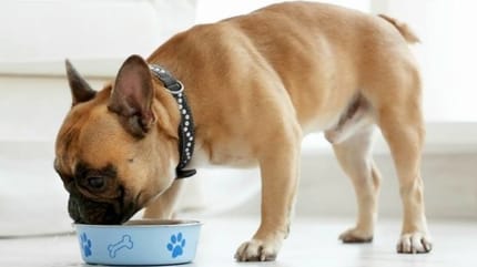 choisir croquettes chien