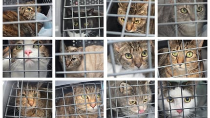 20 Ex-Laborkatzen suchen ein Zuhause