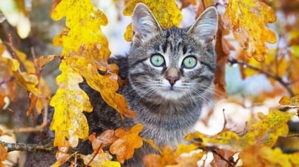 chat en automne