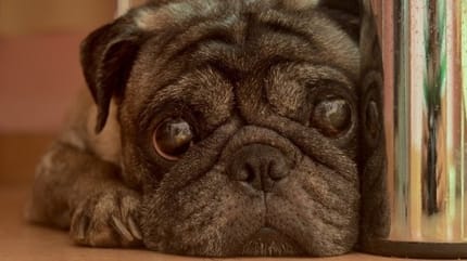 deuil chien chat adoption