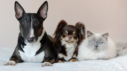 chiens et chat obèses