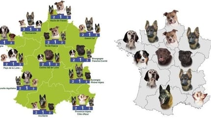 carte de France des chiens régions