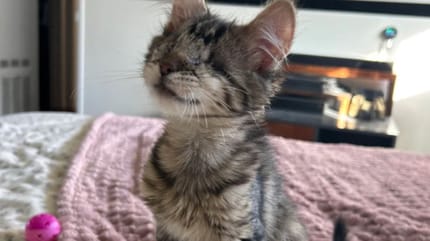 Dreimonatiges Kätzchen