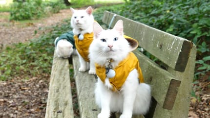3 witte katten die fungeren als hulpkatten