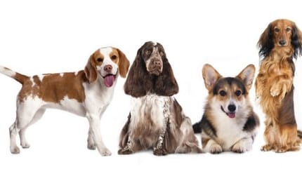 races chiens appartements