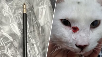 3e kat in eindhoven beschoten met kruisboog