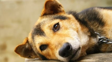 Dog Sad