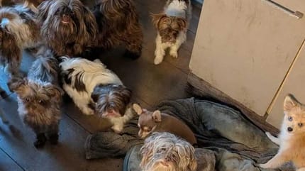 45 verwaarloosde honden en katten gevonden en opgevangen in Spijkenisse en Vlaardingen