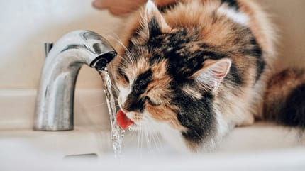 5 duidelijke signalen dat je kat gedehydrateerd is