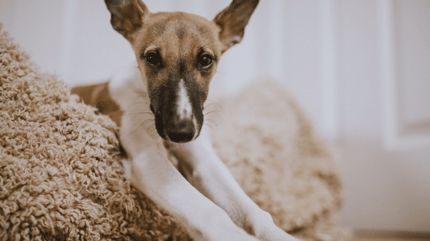 Dog lying in his bed