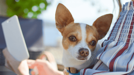 chihuahua dog on the lap of its owner