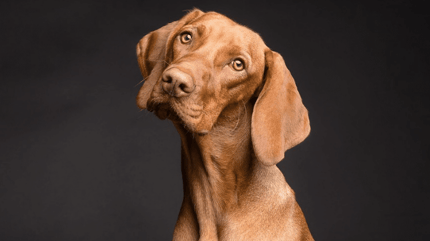 A brown dog cocks its head to the camera.