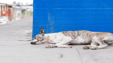 Old dog lying in the streets