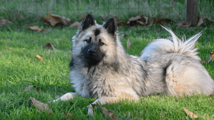 Grey female dog in the grass